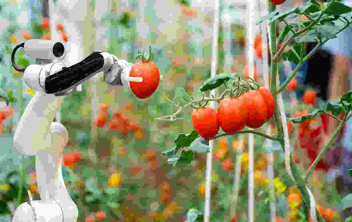 Smart Multifunctional Tomato Harvesting Robot